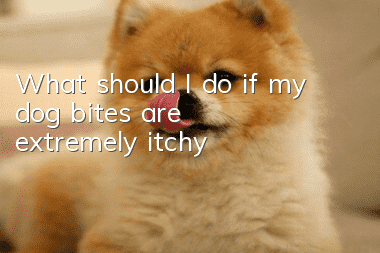 What should I do if my dog bites are extremely itchy?