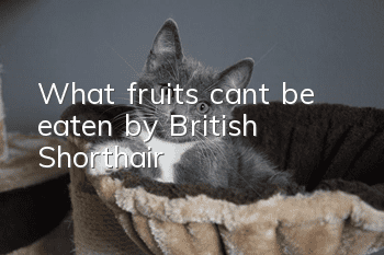 What fruits can’t be eaten by British Shorthair?