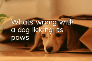 What's wrong with a dog licking its paws?