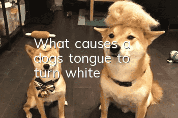What causes a dog's tongue to turn white?