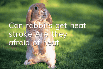 Can rabbits get heat stroke? Are they afraid of heat?