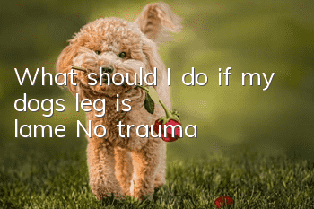What should I do if my dog's leg is lame? No trauma?