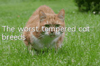 The worst tempered cat breeds