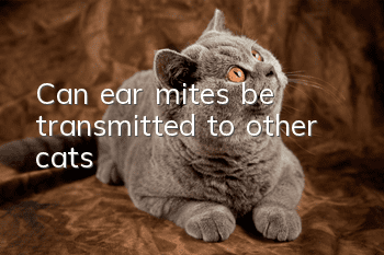Can ear mites be transmitted to other cats?