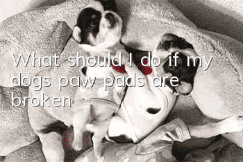 What should I do if my dog’s paw pads are broken?