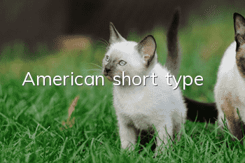 American short type