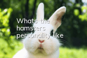What's the hamster's personality like?