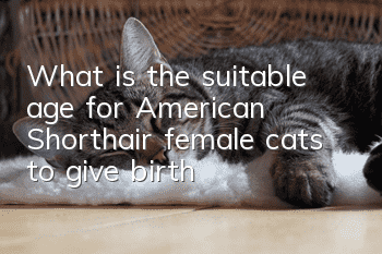 What is the suitable age for American Shorthair female cats to give birth?