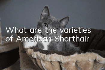 What are the varieties of American Shorthair?