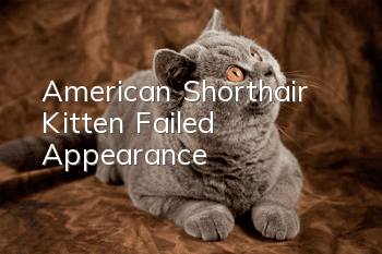 American Shorthair Kitten Failed Appearance