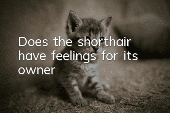 Does the shorthair have feelings for its owner?
