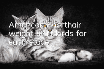 American Shorthair weight standards for each stage