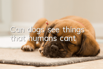 Can dogs see things that humans can’t?
