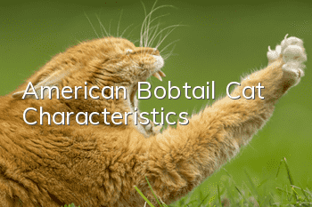 American Bobtail Cat Characteristics
