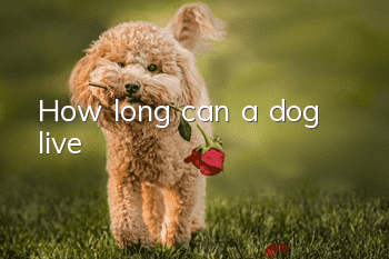 How long can a dog live?