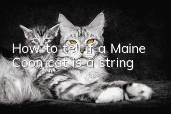 How to tell if a Maine Coon cat is a string