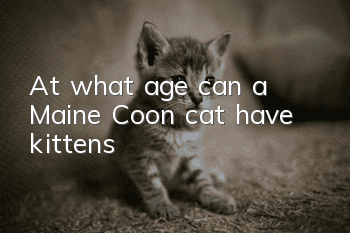 At what age can a Maine Coon cat have kittens?