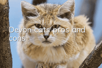 Devon cats pros and cons