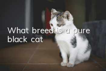 What breed is a pure black cat?