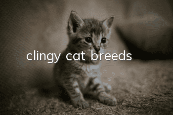 clingy cat breeds