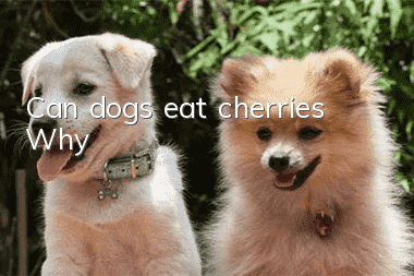 Can dogs eat cherries? Why?