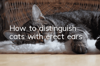How to distinguish cats with erect ears
