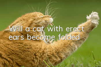 Will a cat with erect ears become folded?