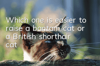 Which one is easier to raise, a bantam cat or a British shorthair cat?