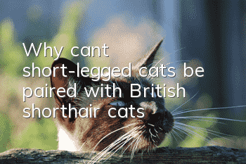 Why can’t short-legged cats be paired with British shorthair cats?