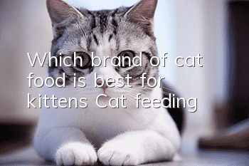 Which brand of cat food is best for kittens? Cat feeding!