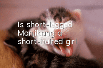 Is short-legged Manjikang a short-haired girl?