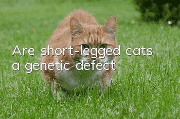 Are short-legged cats a genetic defect?