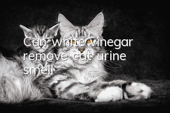 Can white vinegar remove cat urine smell?