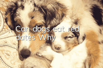 Can dogs eat red dates? Why?