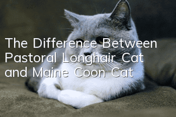 The Difference Between Pastoral Longhair Cat and Maine Coon Cat