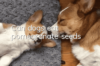 Can dogs eat pomegranate seeds?