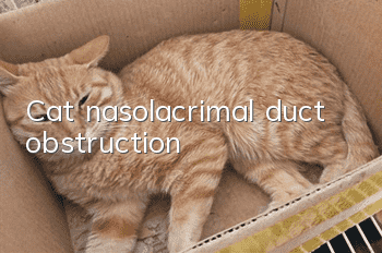 Cat nasolacrimal duct obstruction