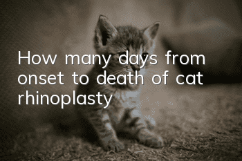 How many days from onset to death of cat rhinoplasty