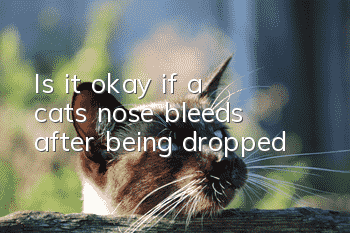 Is it okay if a cat’s nose bleeds after being dropped?
