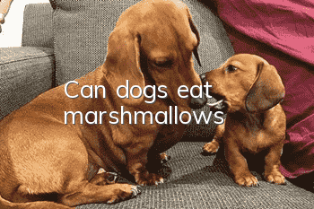 Can dogs eat marshmallows?