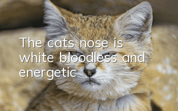 The cat's nose is white, bloodless and energetic
