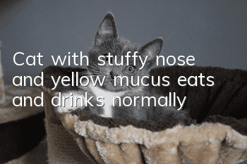 Cat with stuffy nose and yellow mucus eats and drinks normally