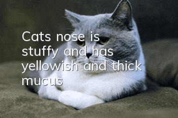 Cat's nose is stuffy and has yellowish and thick mucus