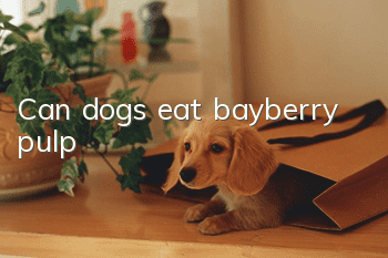 Can dogs eat bayberry pulp?
