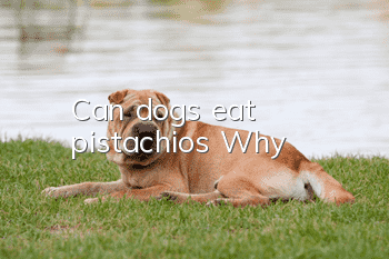 Can dogs eat pistachios? Why?