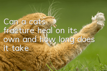 Can a cat's fracture heal on its own and how long does it take?