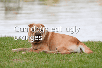 Can dogs eat ugly oranges?