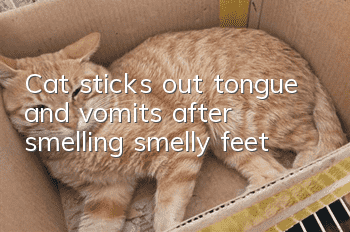 Cat sticks out tongue and vomits after smelling smelly feet