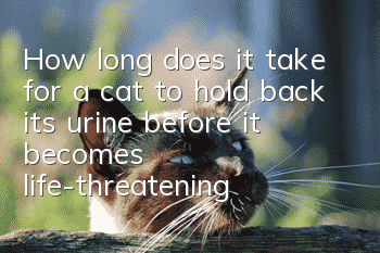How long does it take for a cat to hold back its urine before it becomes life-threatening?