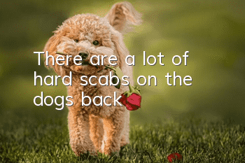 There are a lot of hard scabs on the dog’s back